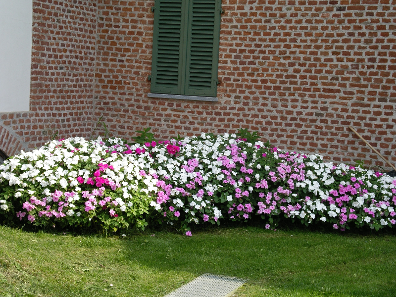 fiori da SARTORELLI VIVAI DI VALPASANO