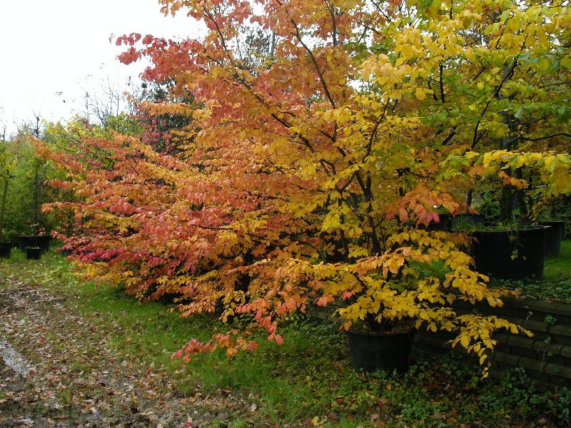 Parrotia Persica da SARTORELLI VIVAI DI VALPASANO