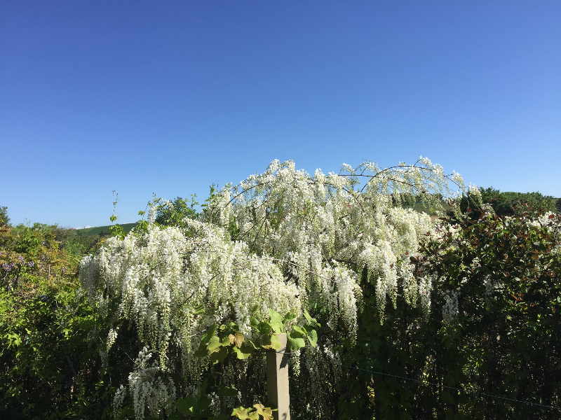 fioriture primaverili 2 da SARTORELLI VIVAI DI VALPASANO