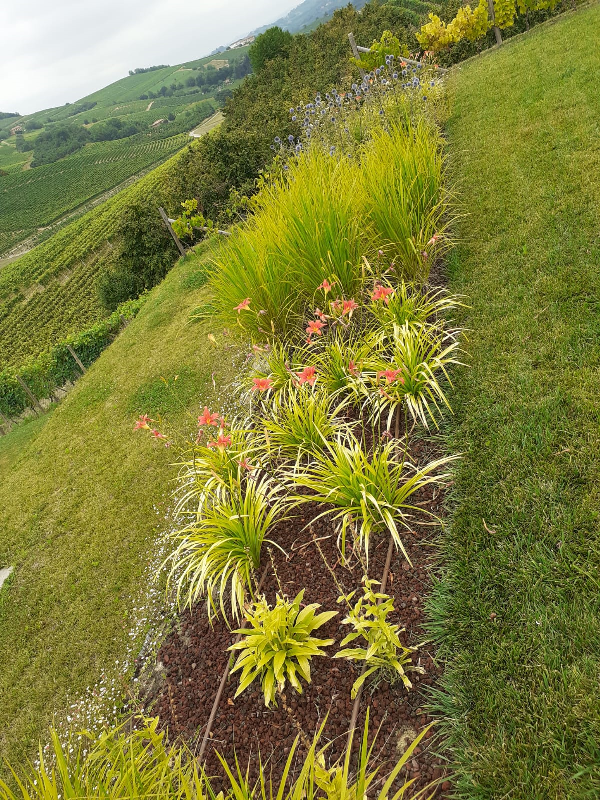 GIARDINO DI CAMPAGNA 2 da SARTORELLI VIVAI DI VALPASANO